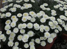 Kopretina pařížská 'Madeira Crested Ivory' - Argyranthemum frutescens 'Madeira Crested Ivory'