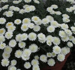 Kopretina pařížská 'Madeira Crested Ivory' - Argyranthemum frutescens 'Madeira Crested Ivory'