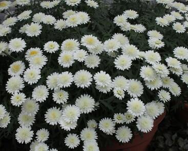 Kopretina pařížská 'Madeira Crested Ivory'