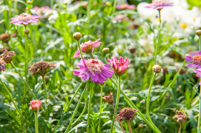 Kopretina pařížská 'Aramis Semi Double Dark Pink' - Argyranthemum frutescens 'Aramis Semi Double Dark Pink'