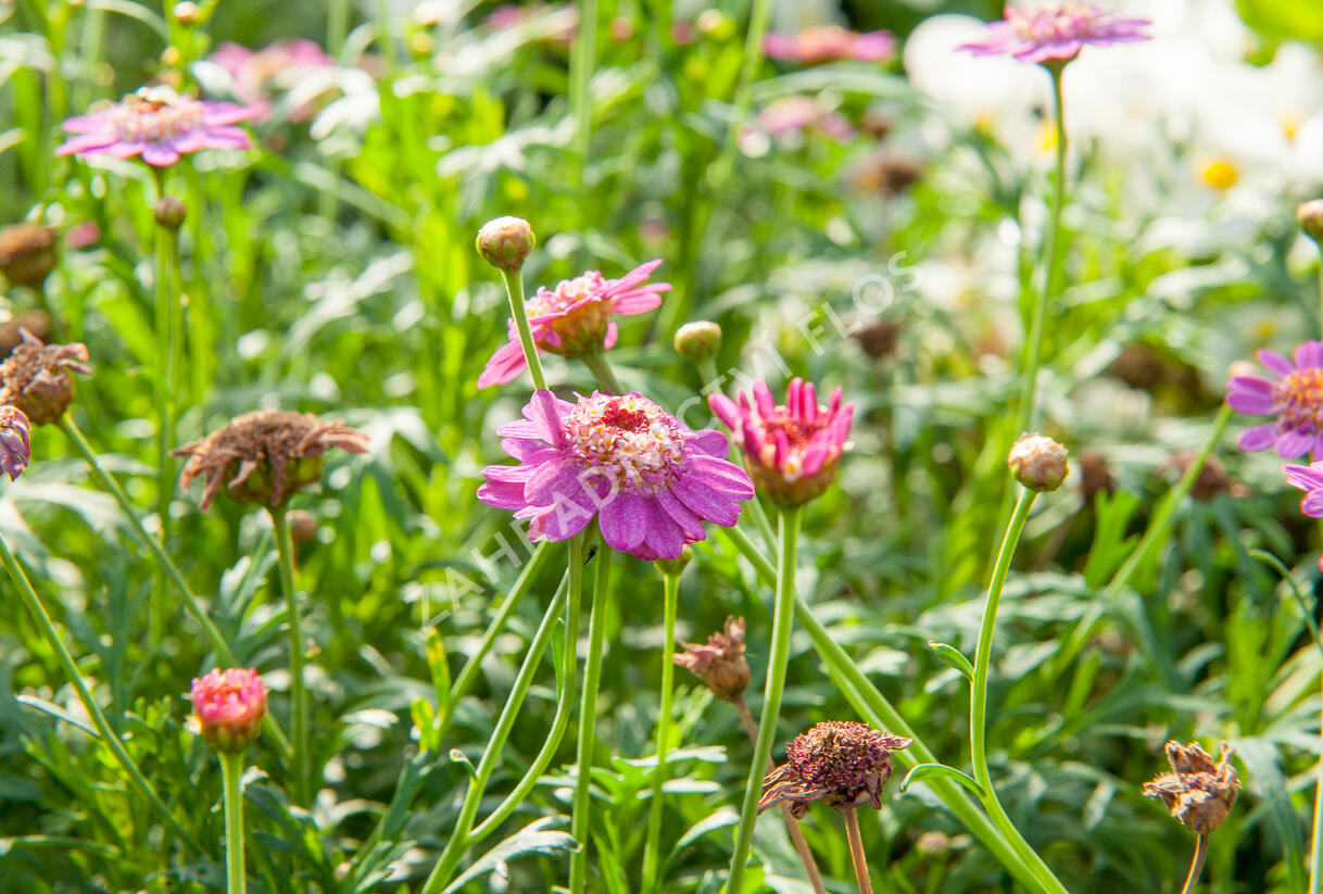 Kopretina pařížská 'Aramis Semi Double Dark Pink' - Argyranthemum frutescens 'Aramis Semi Double Dark Pink'