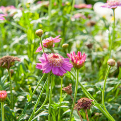 Kopretina pařížská 'Aramis Semi Double Dark Pink' - Argyranthemum frutescens 'Aramis Semi Double Dark Pink'