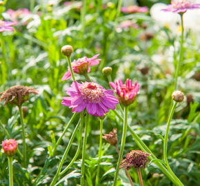 Kopretina pařížská 'Aramis Semi Double Dark Pink' - Argyranthemum frutescens 'Aramis Semi Double Dark Pink'