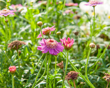 Kopretina pařížská 'Aramis Semi Double Dark Pink'