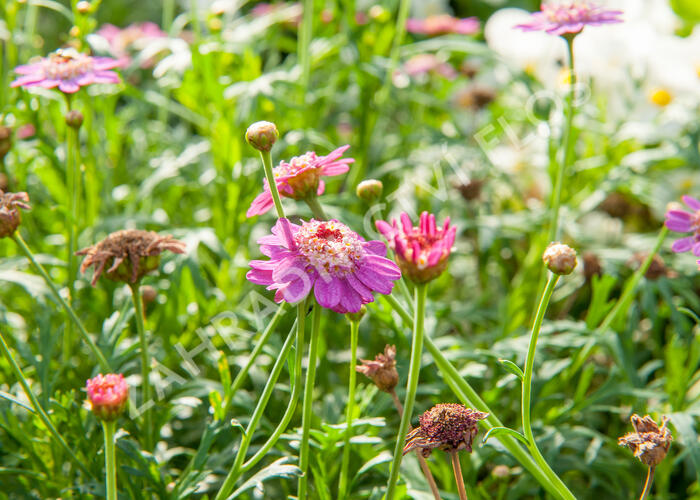 Kopretina pařížská 'Aramis Semi Double Dark Pink' - Argyranthemum frutescens 'Aramis Semi Double Dark Pink'