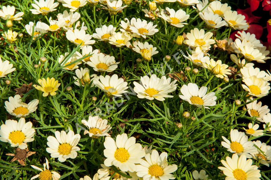 Kopretina pařížská 'Aramis Lemon' - Argyranthemum frutescens 'Aramis Lemon'