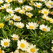 Kopretina pařížská 'Aramis Lemon' - Argyranthemum frutescens 'Aramis Lemon'