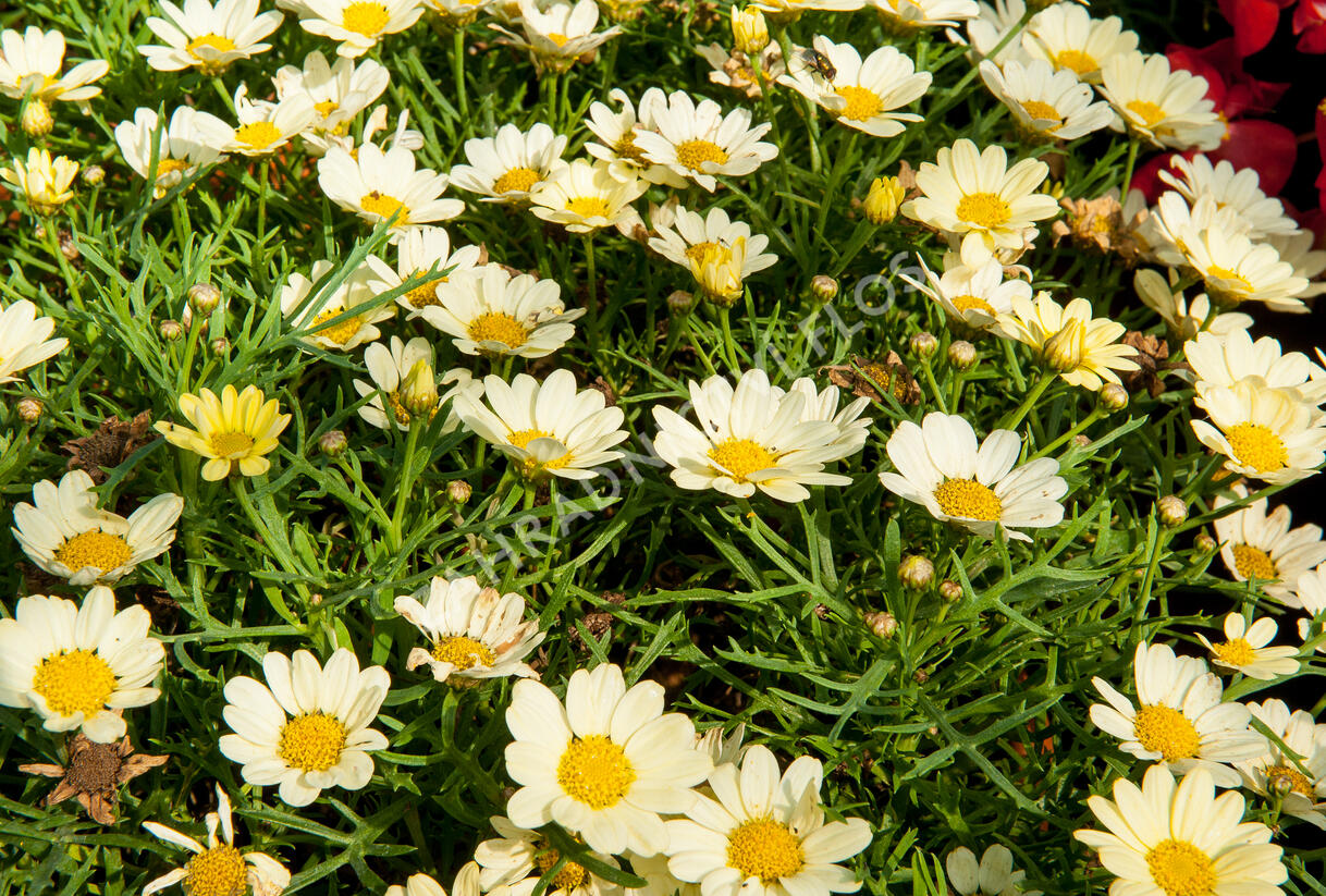 Kopretina pařížská 'Aramis Lemon' - Argyranthemum frutescens 'Aramis Lemon'