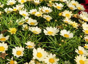 Kopretina pařížská 'Aramis Lemon' - Argyranthemum frutescens 'Aramis Lemon'