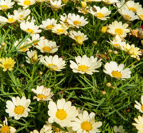 Kopretina pařížská 'Aramis Lemon' - Argyranthemum frutescens 'Aramis Lemon'