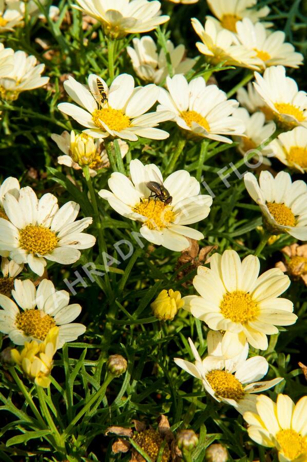 Kopretina pařížská 'Aramis Lemon' - Argyranthemum frutescens 'Aramis Lemon'