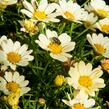 Kopretina pařížská 'Aramis Lemon' - Argyranthemum frutescens 'Aramis Lemon'