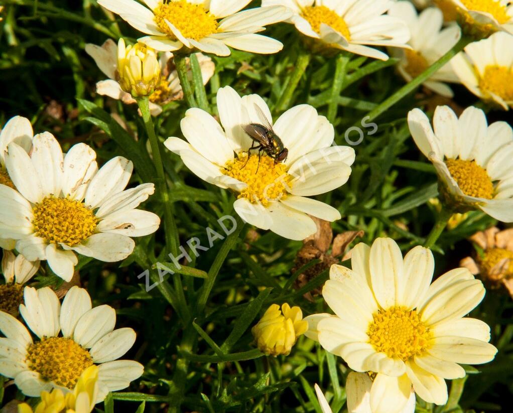 Kopretina pařížská 'Aramis Lemon' - Argyranthemum frutescens 'Aramis Lemon'