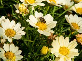 Kopretina pařížská 'Aramis Lemon' - Argyranthemum frutescens 'Aramis Lemon'