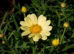 Kopretina pařížská 'Aramis Lemon' - Argyranthemum frutescens 'Aramis Lemon'
