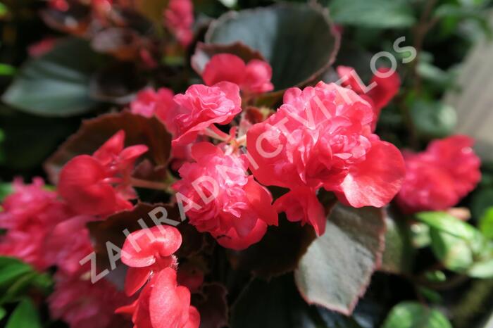 Begónie stálokvětá, ledovka, voskovka 'Doublet Red' - Begonia semperflorens 'Doublet Red'