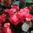 Begónie stálokvětá, ledovka, voskovka 'Doublet Red' - Begonia semperflorens 'Doublet Red'