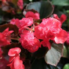 Begónie stálokvětá, ledovka, voskovka 'Doublet Red' - Begonia semperflorens 'Doublet Red'