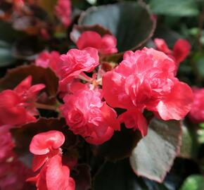 Begónie stálokvětá, ledovka, voskovka 'Doublet Red' - Begonia semperflorens 'Doublet Red'