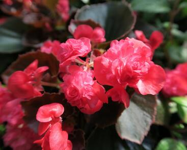 Begónie stálokvětá, ledovka, voskovka 'Doublet Red'