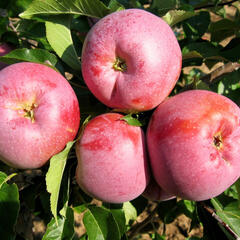 Jabloň zimní 'Florina' - Malus domestica 'Florina'