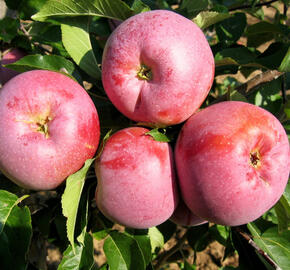 Jabloň zimní 'Florina' - Malus domestica 'Florina'