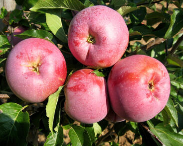 Jabloň zimní 'Florina'