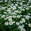 Kopretina pařížská 'Aramis Giga White' - Argyranthemum frutescens 'Aramis Giga White'
