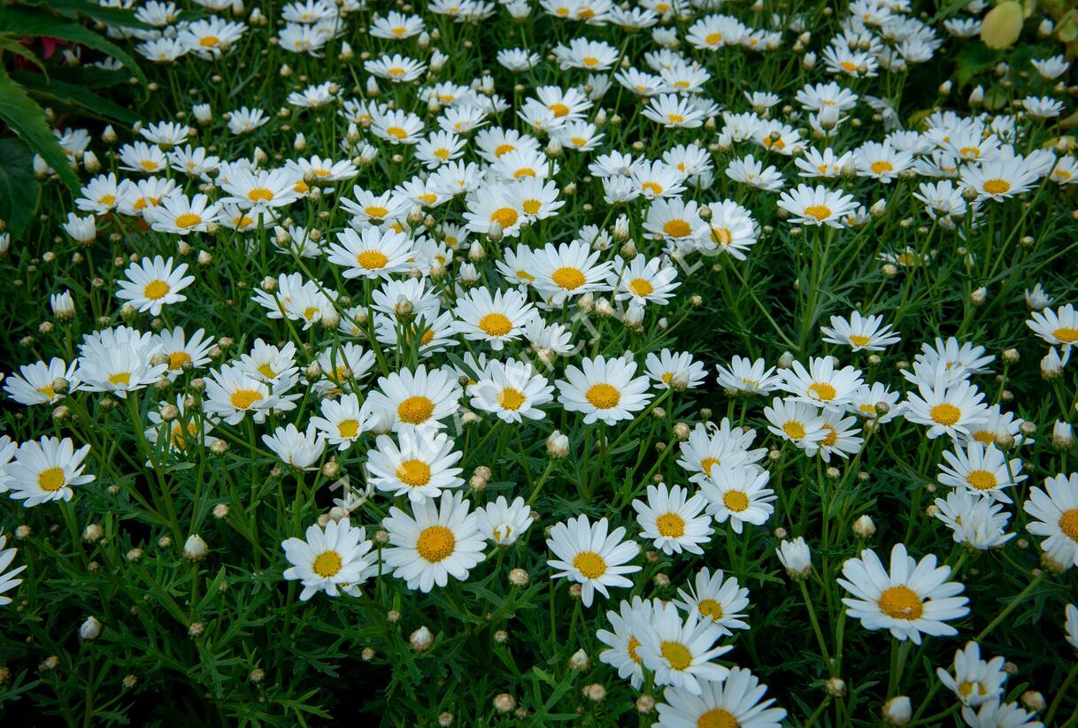 Kopretina pařížská 'Aramis Giga White' - Argyranthemum frutescens 'Aramis Giga White'