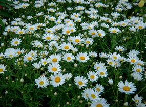 Kopretina pařížská 'Aramis Giga White' - Argyranthemum frutescens 'Aramis Giga White'