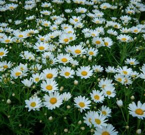 Kopretina pařížská 'Aramis Giga White' - Argyranthemum frutescens 'Aramis Giga White'