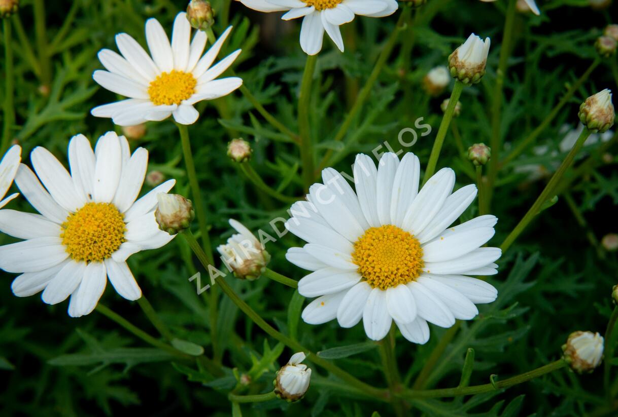 Kopretina pařížská 'Aramis Giga White' - Argyranthemum frutescens 'Aramis Giga White'