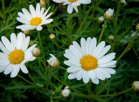 Kopretina pařížská 'Aramis Giga White' - Argyranthemum frutescens 'Aramis Giga White'