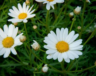 Kopretina pařížská 'Aramis Giga White'