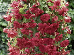 Begónie hlíznatá 'Illumination Scarlet' - Begonia tuberhybrida 'Illumination Scarlet'