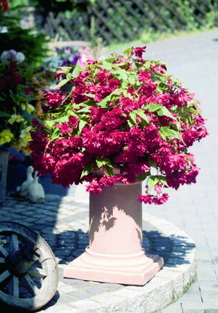 Begónie hlíznatá 'Illumination Scarlet' - Begonia tuberhybrida 'Illumination Scarlet'