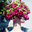 Begónie hlíznatá 'Illumination Scarlet' - Begonia tuberhybrida 'Illumination Scarlet'