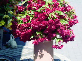 Begónie hlíznatá 'Illumination Scarlet' - Begonia tuberhybrida 'Illumination Scarlet'