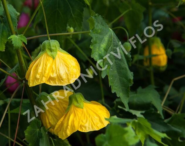 Mračňák 'Yellow' - Abutilon hybridus 'Yellow'