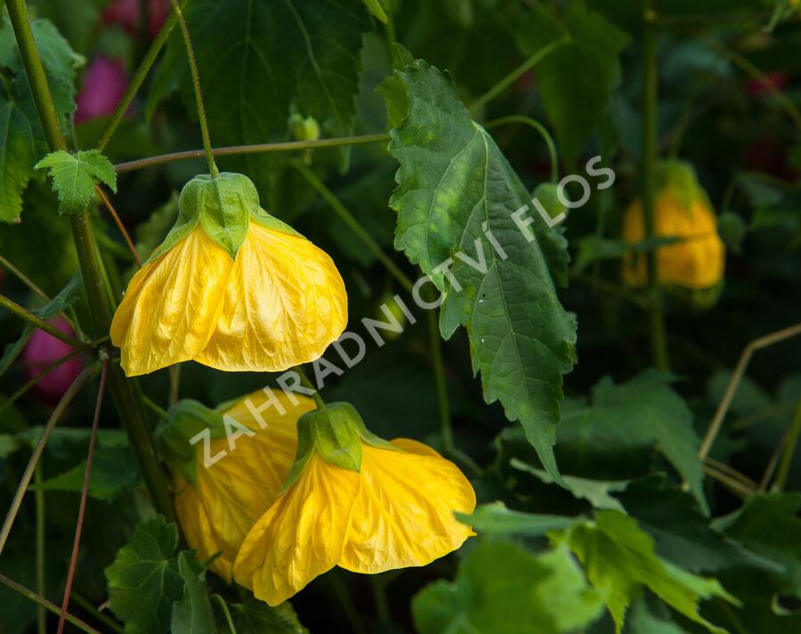 Mračňák 'Yellow' - Abutilon hybridus 'Yellow'