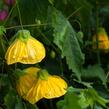 Mračňák 'Yellow' - Abutilon hybridus 'Yellow'