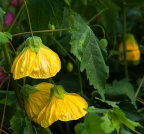 Mračňák 'Yellow' - Abutilon hybridus 'Yellow'