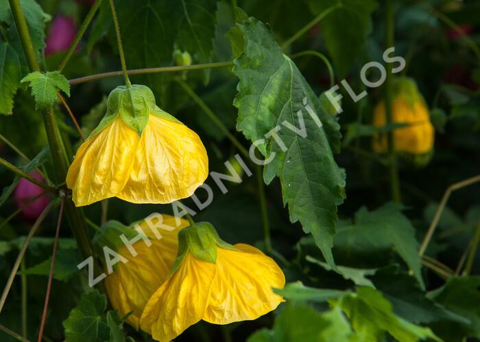 Mračňák 'Yellow' - Abutilon hybridus 'Yellow'