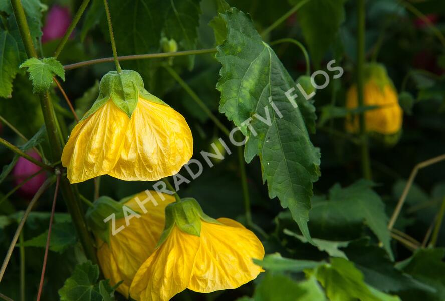 Mračňák 'Yellow' - Abutilon hybridus 'Yellow'