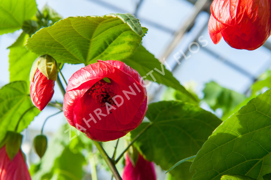 Mračňák 'Rosa' - Abutilon hybridus 'Rosa'