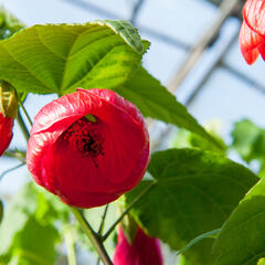 Mračňák 'Rosa' - Abutilon hybridus 'Rosa'