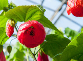 Mračňák 'Rosa' - Abutilon hybridus 'Rosa'