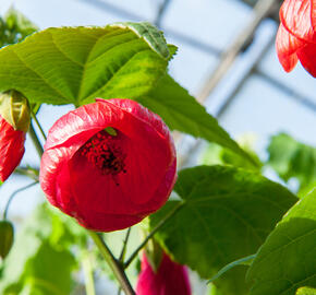 Mračňák 'Rosa' - Abutilon hybridus 'Rosa'