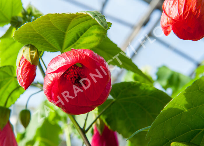 Mračňák 'Rosa' - Abutilon hybridus 'Rosa'