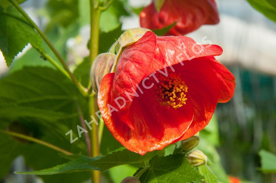 Mračňák 'Red Orange' - Abutilon hybridus 'Red Orange'